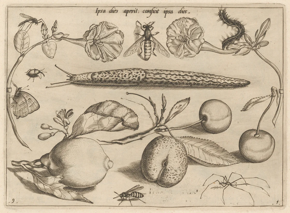 Archetypa studiaque patris Georgii Hoefnagelii [Part 1, Plate 9] by Jacob Hoefnagel; Joris Hoefnagel, print, 1592