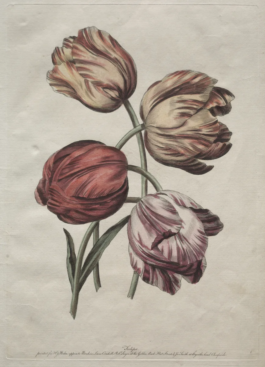 Eight Beautiful Groups of Natural Flowers in Outlines by de la Cour: Tulips by Robert Sayer, print, 1765-1775