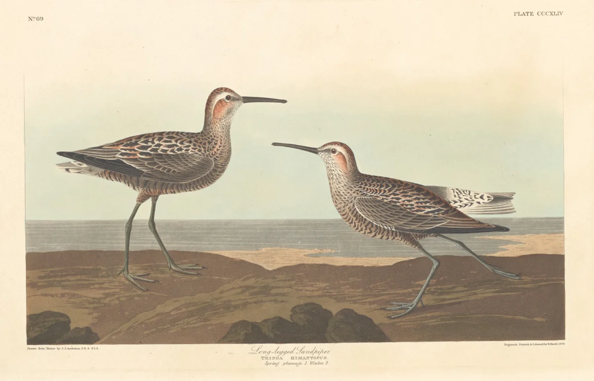 Long-legged Sandpiper by Robert Havell, Jr.; John James Audubon, print, 1836
