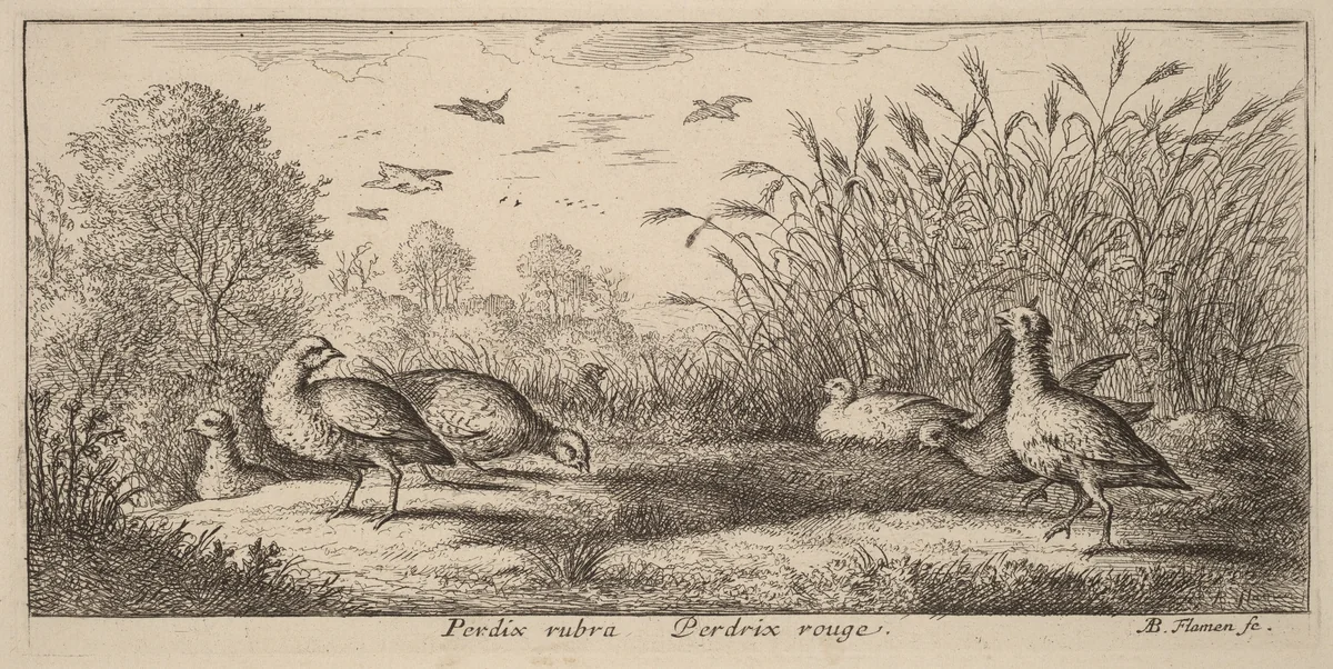 Pedrix rubra, The Red-Legged Partridge by Albert Flamen, print, 1620-1669