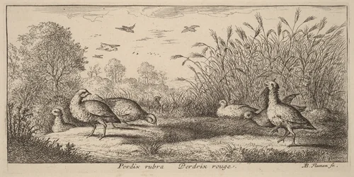 Pedrix rubra, The Red-Legged Partridge by Albert Flamen, print, 1620-1669