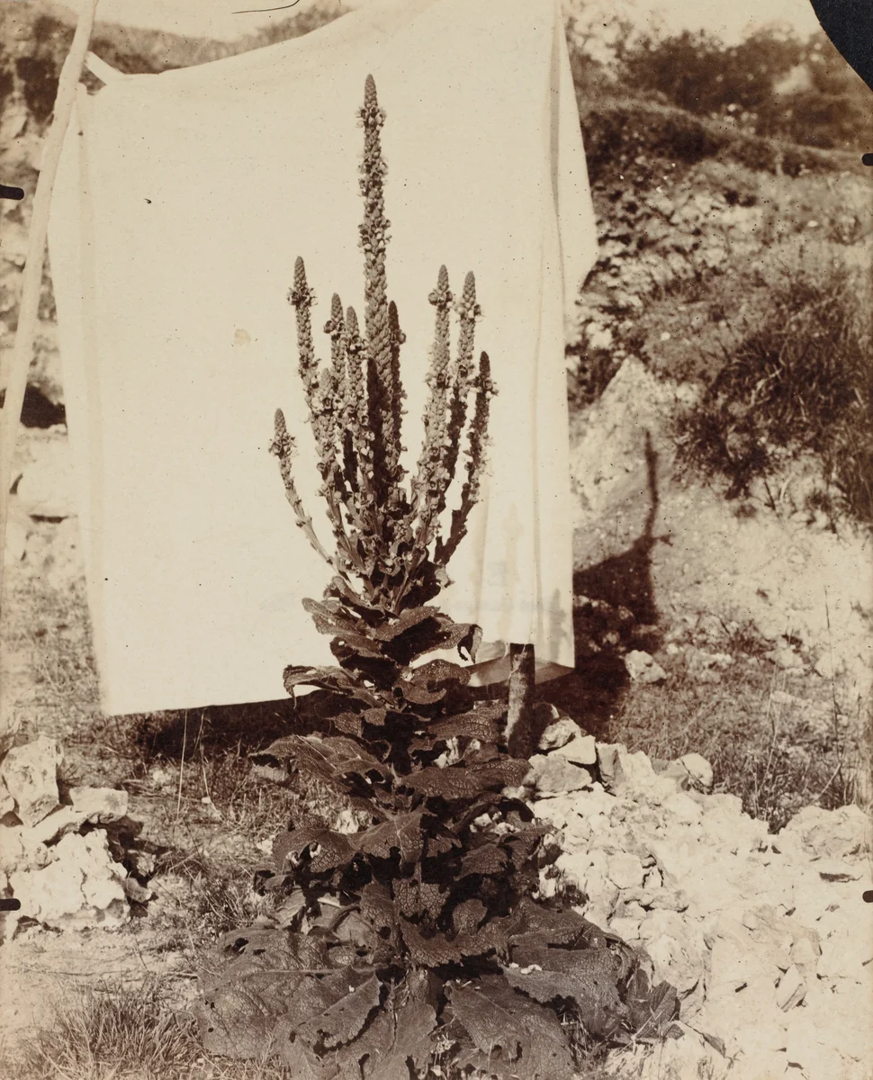 Mullein in Bloom by Eugène Atget, photograph, 1892-1904