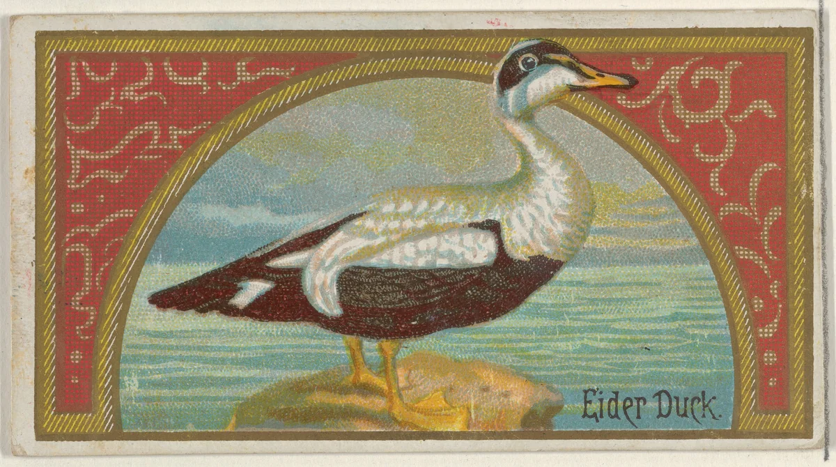Eider Duck, from the Game Birds series (N13) for Allen & Ginter Cigarettes Brands by Allen & Ginter, print, 1889