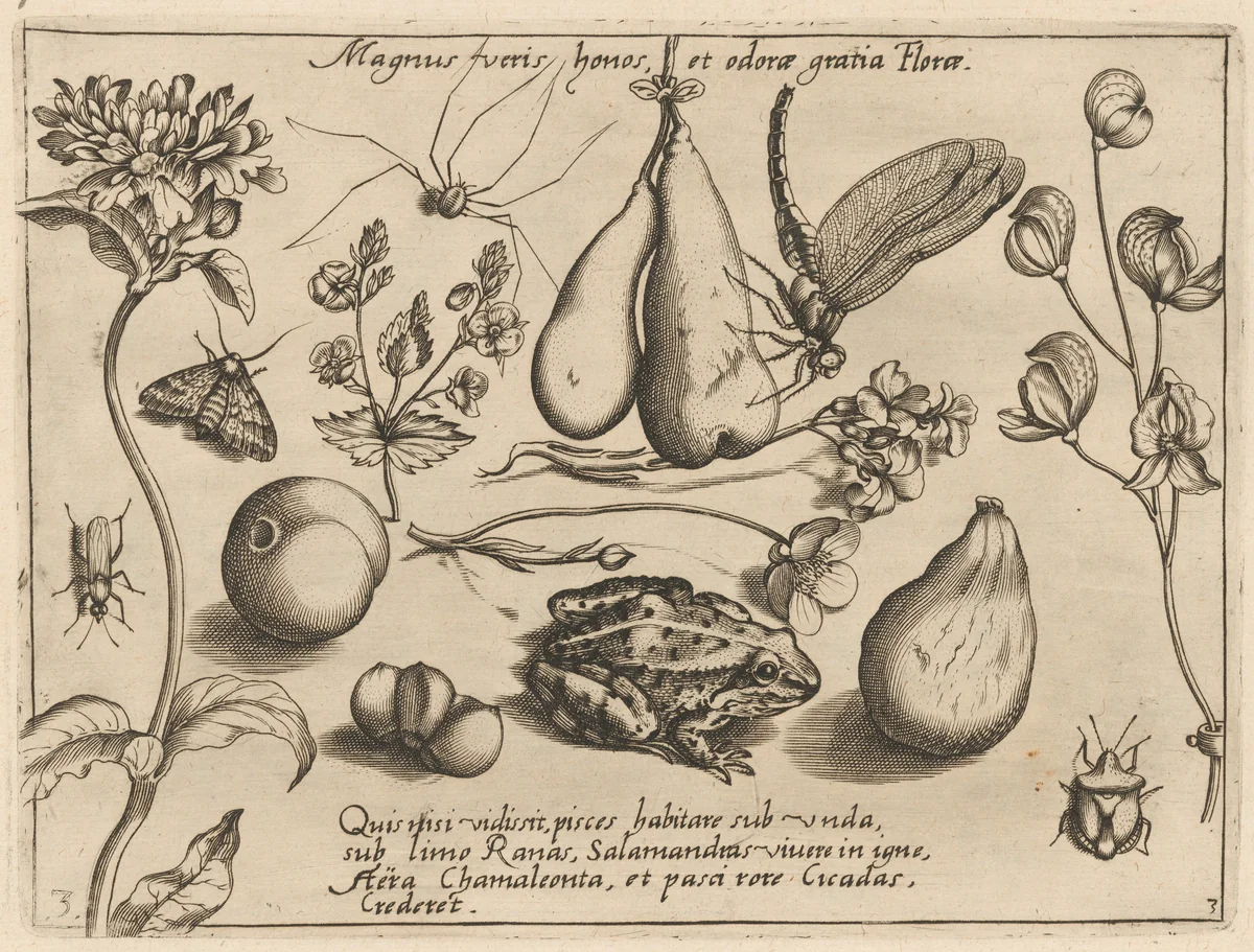 Archetypa studiaque patris Georgii Hoefnagelii [Part 3, Plate 3] by Jacob Hoefnagel; Joris Hoefnagel, print, 1592