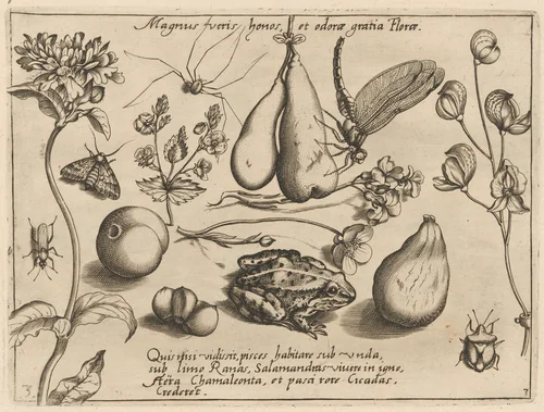 Archetypa studiaque patris Georgii Hoefnagelii [Part 3, Plate 3] by Jacob Hoefnagel; Joris Hoefnagel, print, 1592