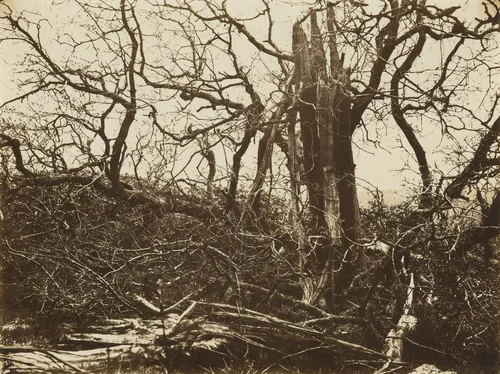Tree Struck by Lightning, Hill Hall, Essex by Alfred Capel-Cure, photograph, 1858
