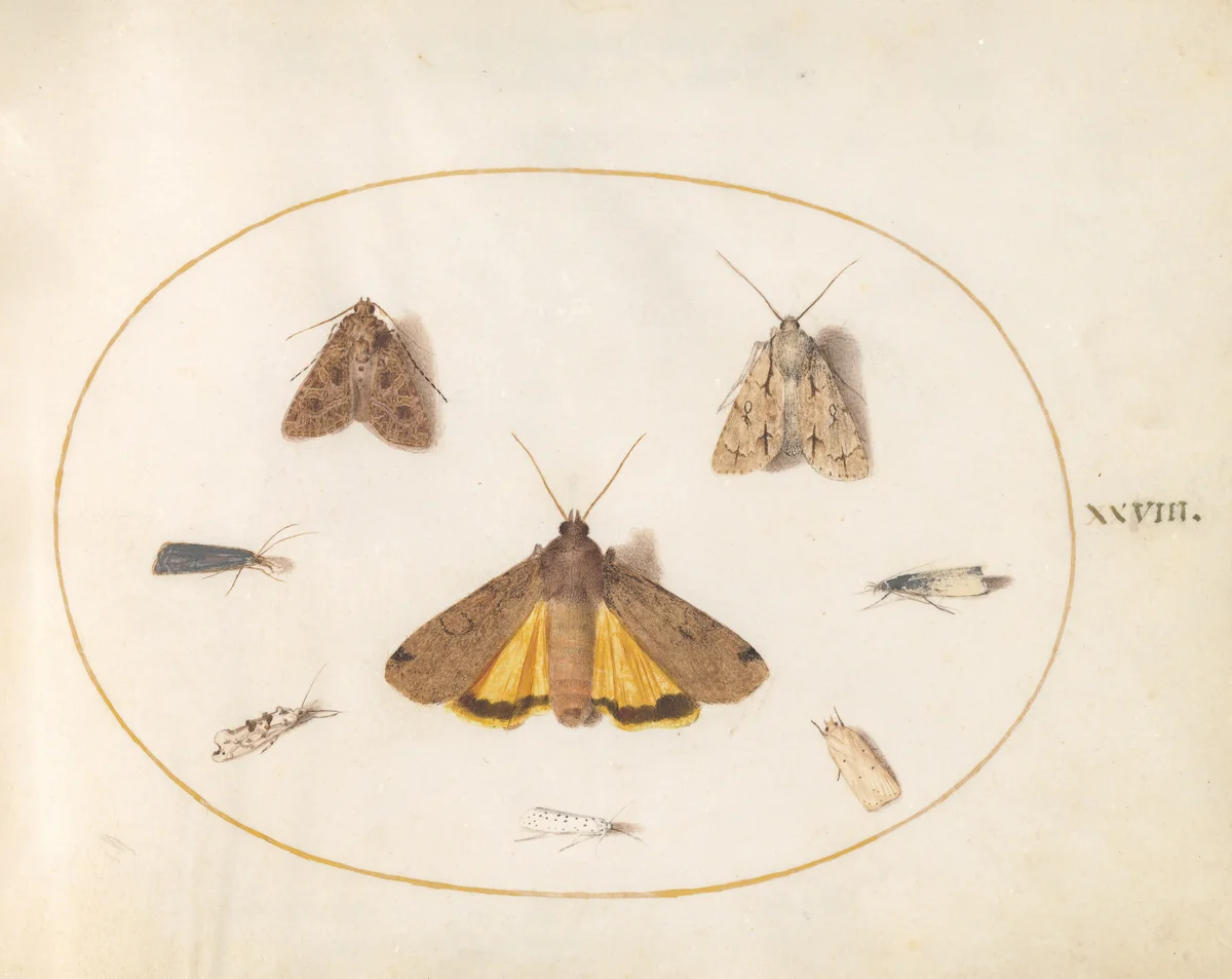 Plate 28: Eight Moths, Including a Large Yellow Underwing and Grey Dagger by Joris Hoefnagel, drawing, 1570-1599