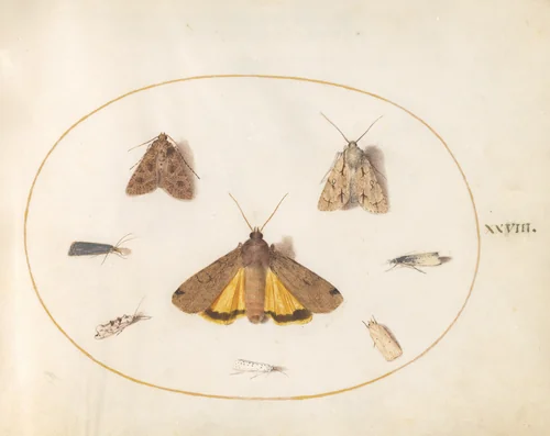 Plate 28: Eight Moths, Including a Large Yellow Underwing and Grey Dagger by Joris Hoefnagel, drawing, 1570-1599