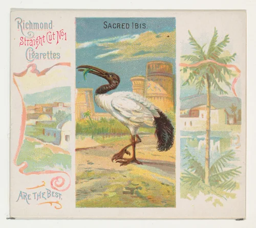 Sacred Ibis, from Birds of the Tropics series (N38) for Allen & Ginter Cigarettes by Allen & Ginter, print, 1889
