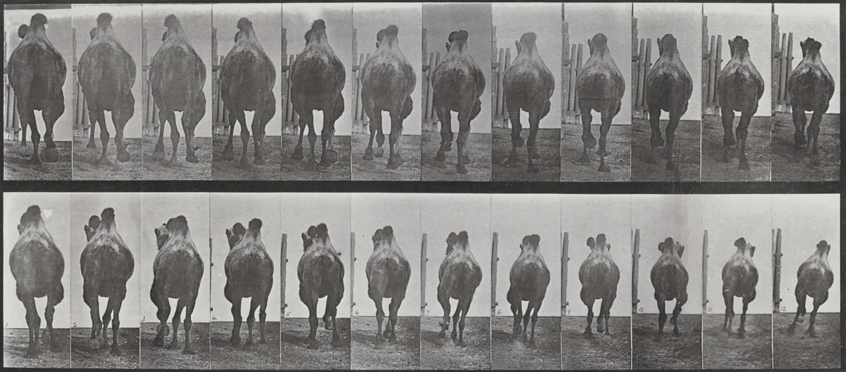 Plate Number 742. Bactrian camel. A: Racking. B: Galloping by Eadweard Muybridge, photograph, 1887