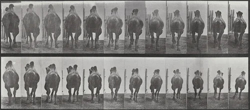 Plate Number 742. Bactrian camel. A: Racking. B: Galloping by Eadweard Muybridge, photograph, 1887