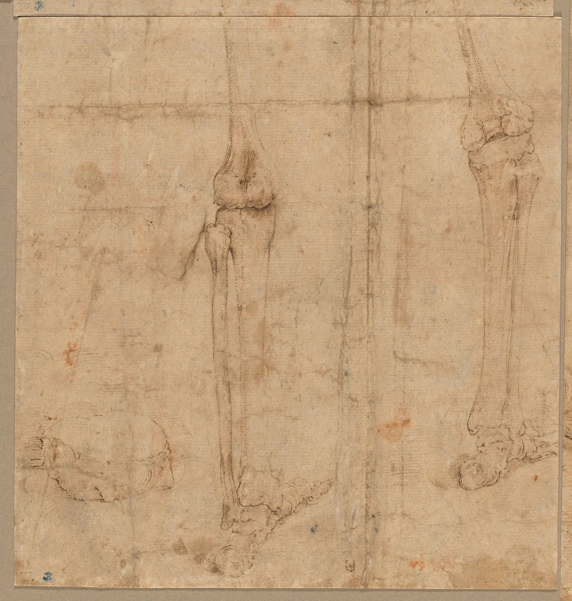 Lower Half of Skeleton from the Back by Battista Franco, drawing, 1540-1545