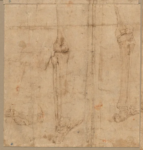 Lower Half of Skeleton from the Back by Battista Franco, drawing, 1540-1545