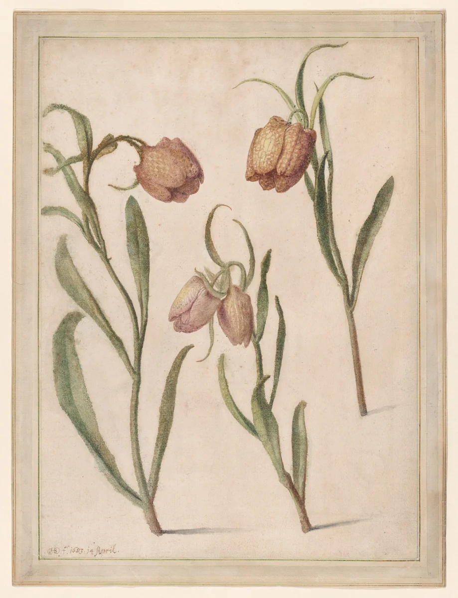 Study of Three Fritillaries by Herman Saftleven II, drawing, 1683