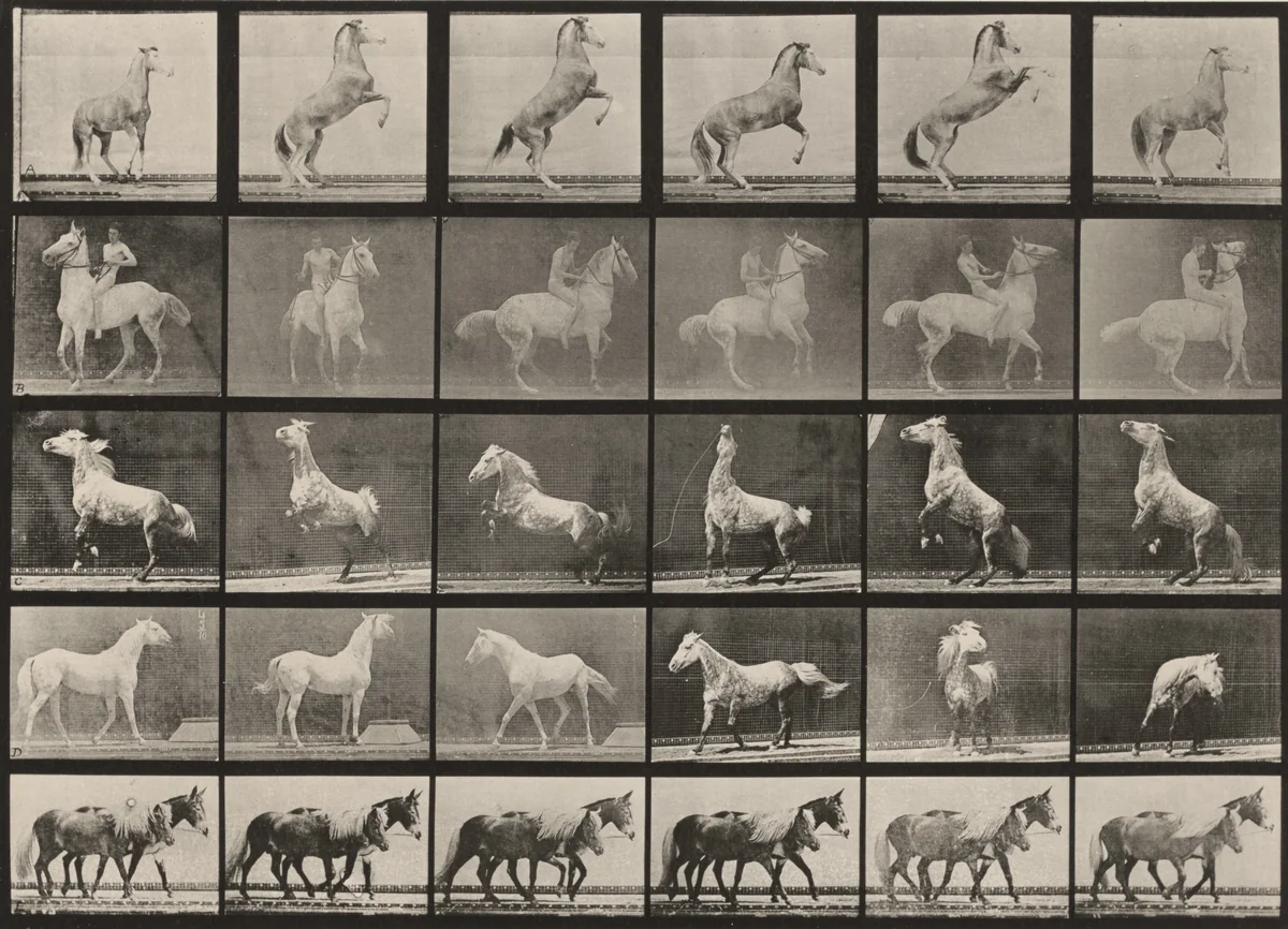 Plate Number 652. Horses rearing, etc. by Eadweard Muybridge, photograph, 1887