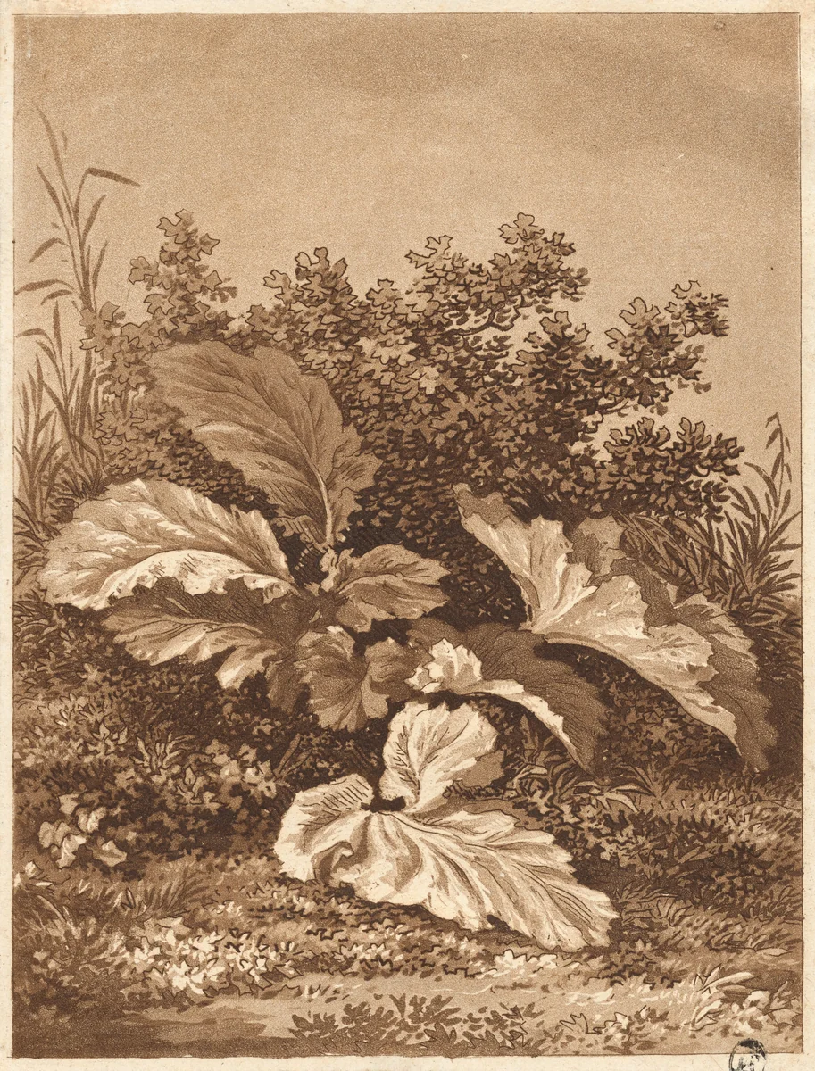A Study of Leaves by Anton Balzer, print, 1794-1804
