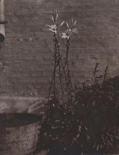 Lys by Eugène Atget, photograph, 1900