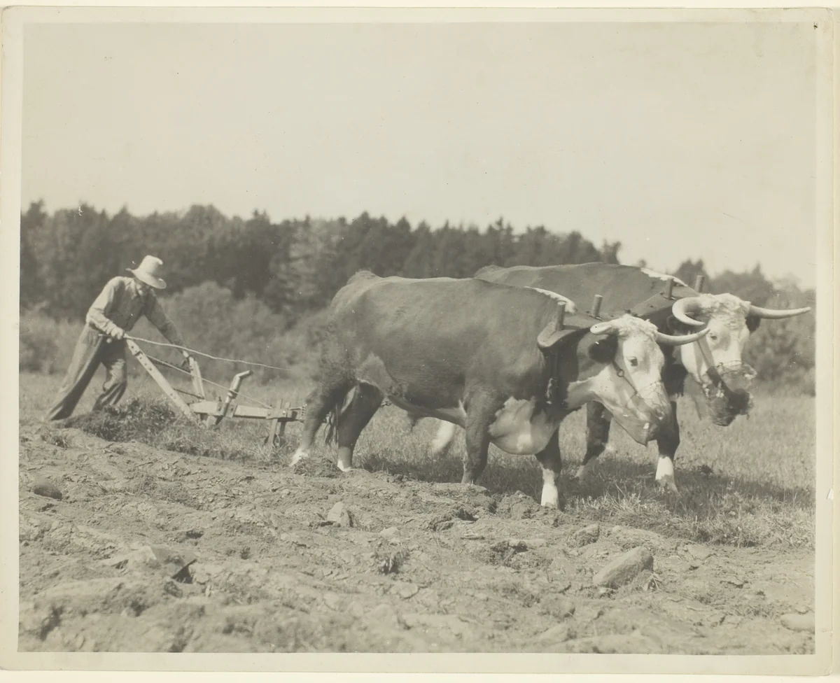 Rural Scene In Central Maine, Many Oxen Are Still Used by Lewis Wickes Hine, photograph, 1930