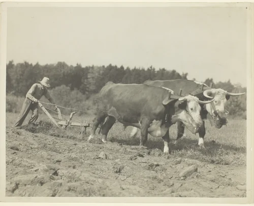 Rural Scene In Central Maine, Many Oxen Are Still Used by Lewis Wickes Hine, photograph, 1930