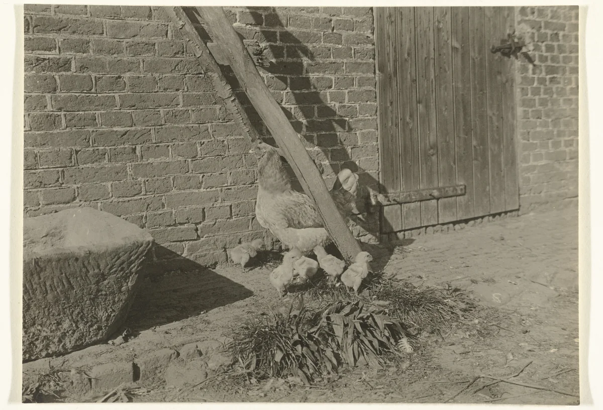 Kip met kuikens bij een schuur of boerderij by Richard Tepe, photograph, 1900-1930
