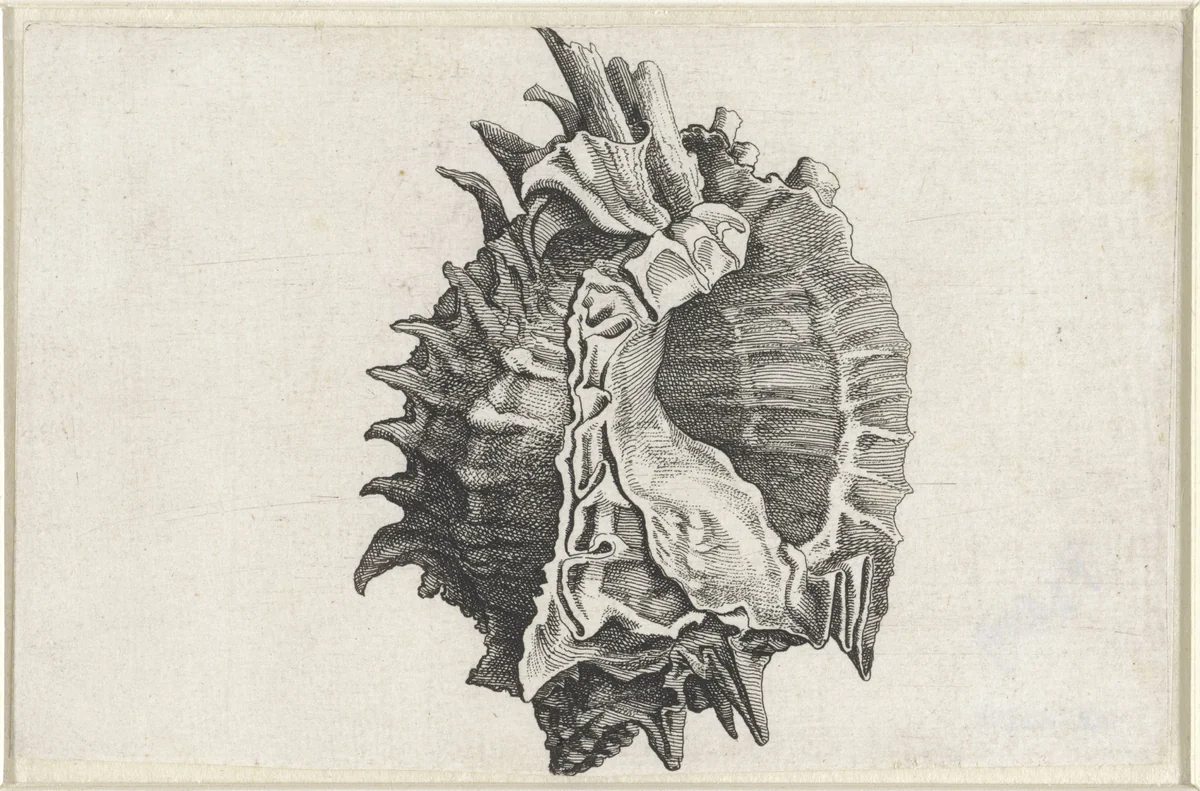 Schelp, phyllonotus erythrostomus by Wenceslaus Hollar, print, 1644-1652