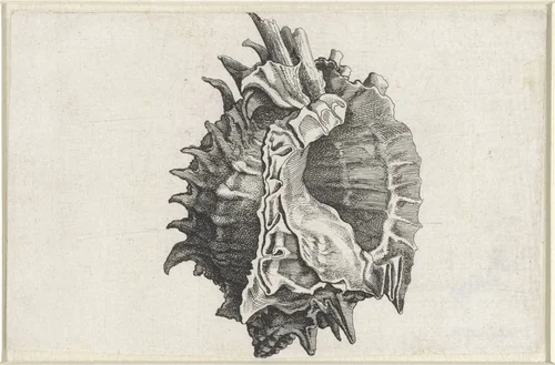 Schelp, phyllonotus erythrostomus by Wenceslaus Hollar, print, 1644-1652