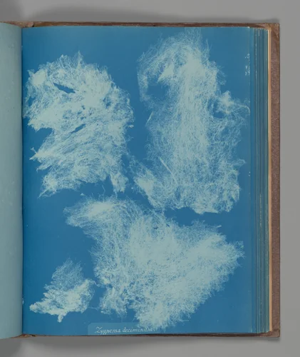 Zygnema deciminum by Anna Atkins, photograph, 1851-1855