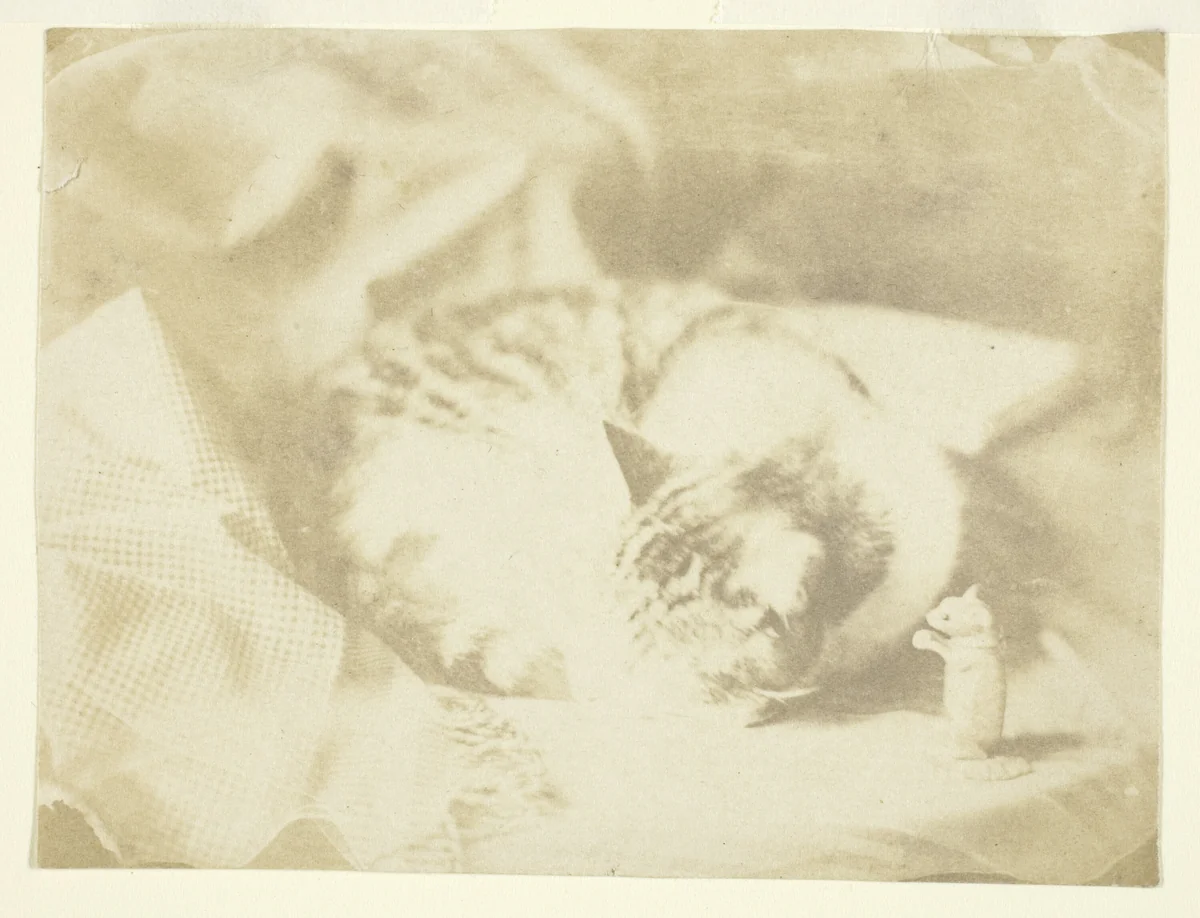 Mrs. Craik's Cat by Benjamin Mulock, photograph, 1850-1859
