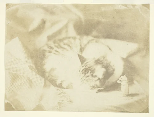 Mrs. Craik's Cat by Benjamin Mulock, photograph, 1850-1859