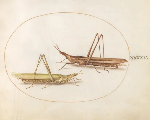Plate 45: Two Long-Headed Grasshoppers(?) by Joris Hoefnagel, drawing, 1570-1599