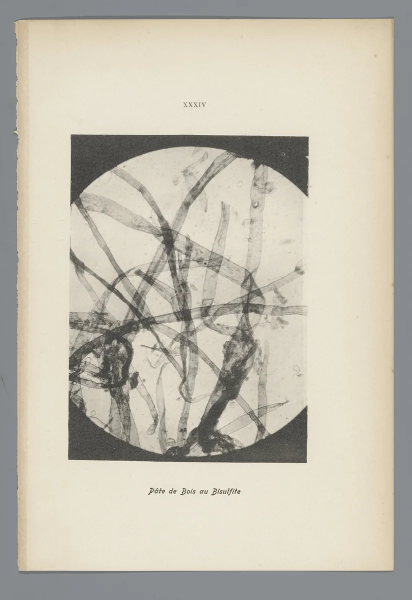 Microfoto’s van papiervezels by anonymous, photograph, 1900