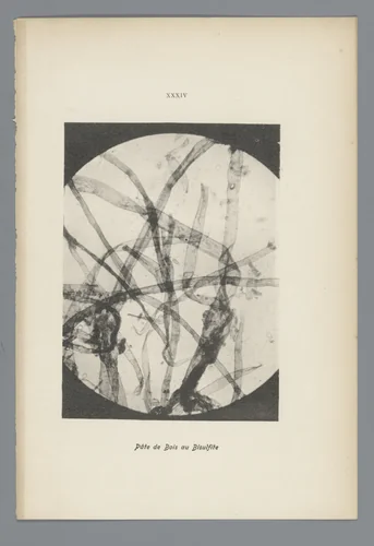 Microfoto’s van papiervezels by anonymous, photograph, 1900