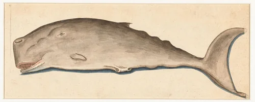 Great Sperm Whale by anonymous, drawing, 1560-1585
