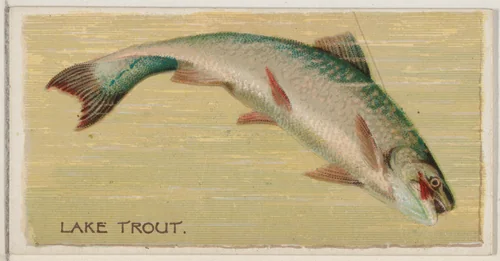 Lake Trout, from the series Fishers and Fish (N74) for Duke brand cigarettes by Knapp & Company, print, 1888