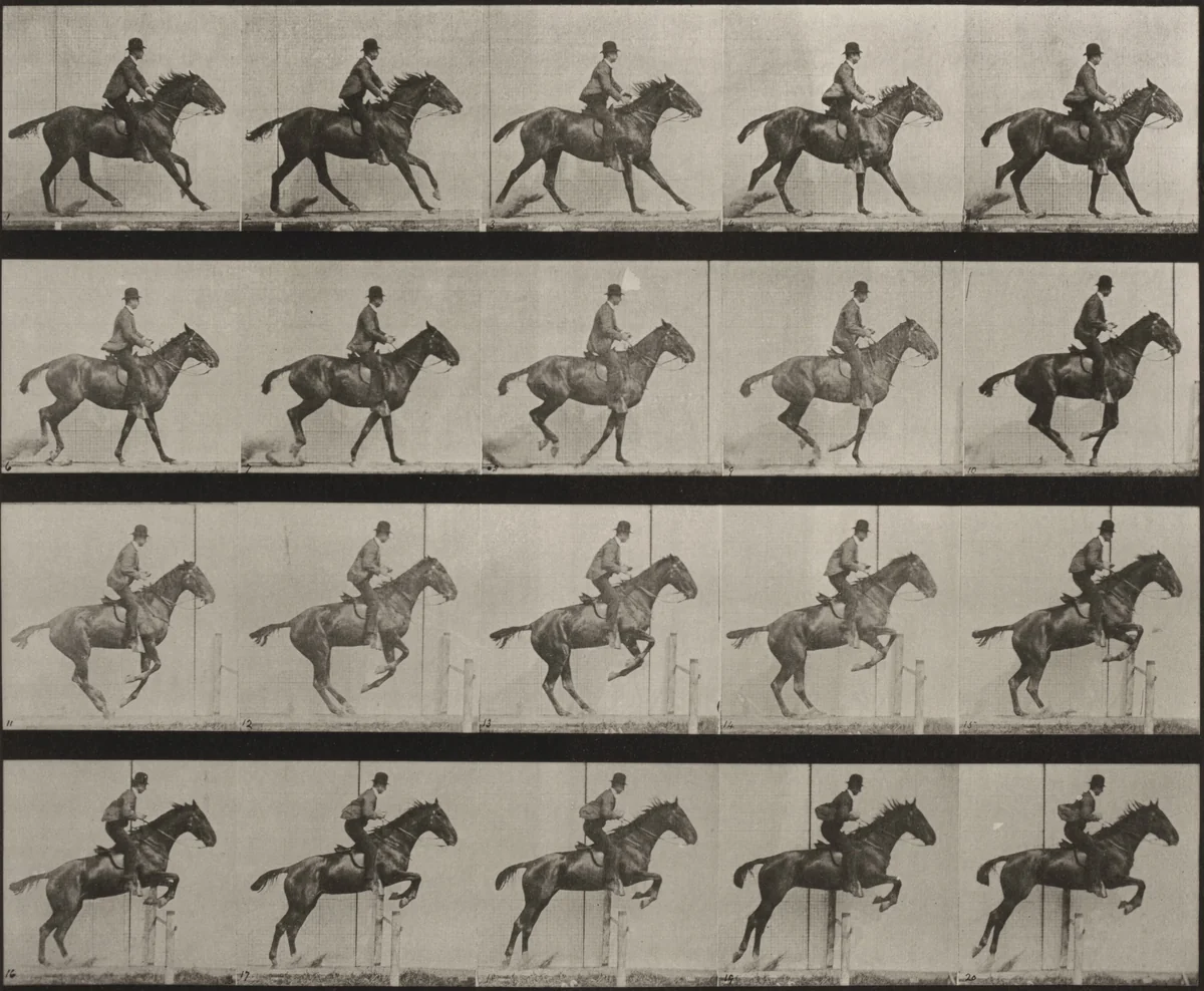 Plate Number 636. "Daisy" jumping a hurdle, saddled, preparing for the leap by Eadweard Muybridge, photograph, 1887