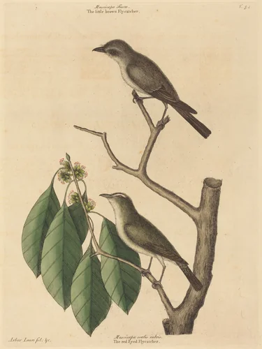 The Little Brown Flycatcher by Mark Catesby, print, 1731-1743