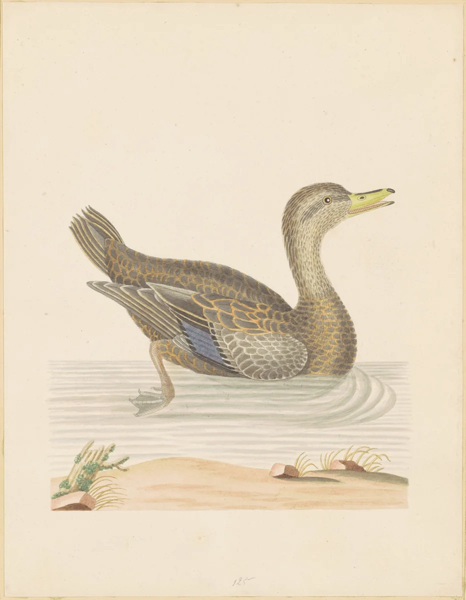 Roan Duck by John Abbot, drawing, 1785-1795