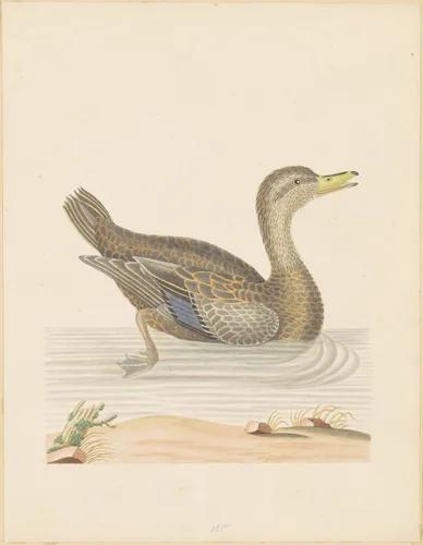 Roan Duck by John Abbot, drawing, 1785-1795