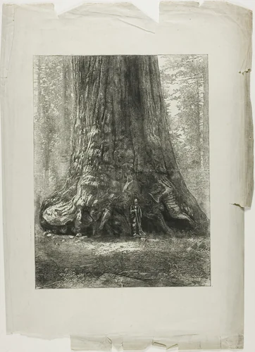 Twisted Trees by Louis Auguste Lepère, print, 1914