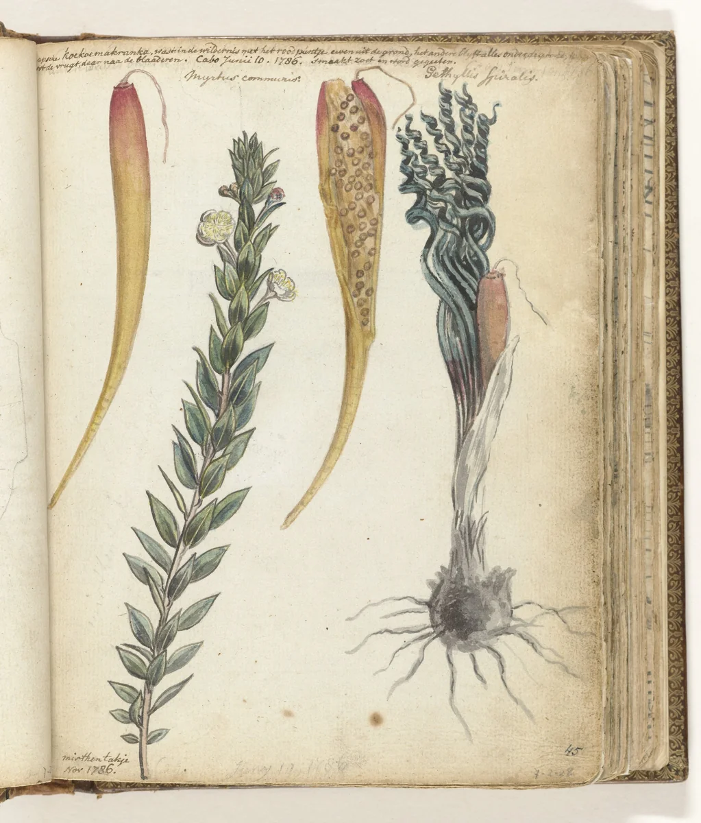 Kaapse koekoemakranka en mirtetak by Jan Brandes, drawing, 1786