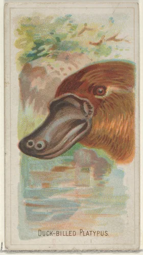 Duck-Billed Platypus, from the Wild Animals of the World series (N25) for Allen & Ginter Cigarettes by Allen & Ginter, print, 1888