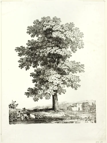 Study of a Tree by Jean-Victor Bertin, print, 1816
