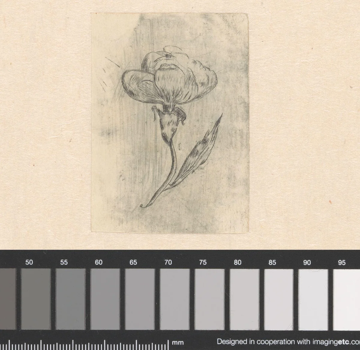 Bloemstudie by L. Hoogkamer, print, 1920