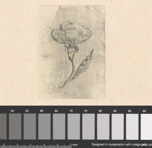 Bloemstudie by L. Hoogkamer, print, 1920
