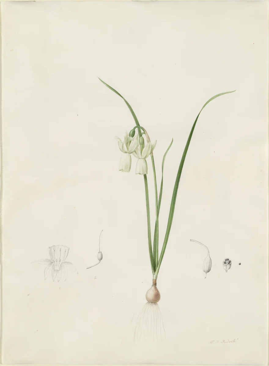 Narcissus calathinus by Pierre Joseph Redouté, drawing, 1802-1816