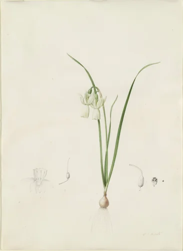 Narcissus calathinus by Pierre Joseph Redouté, drawing, 1802-1816