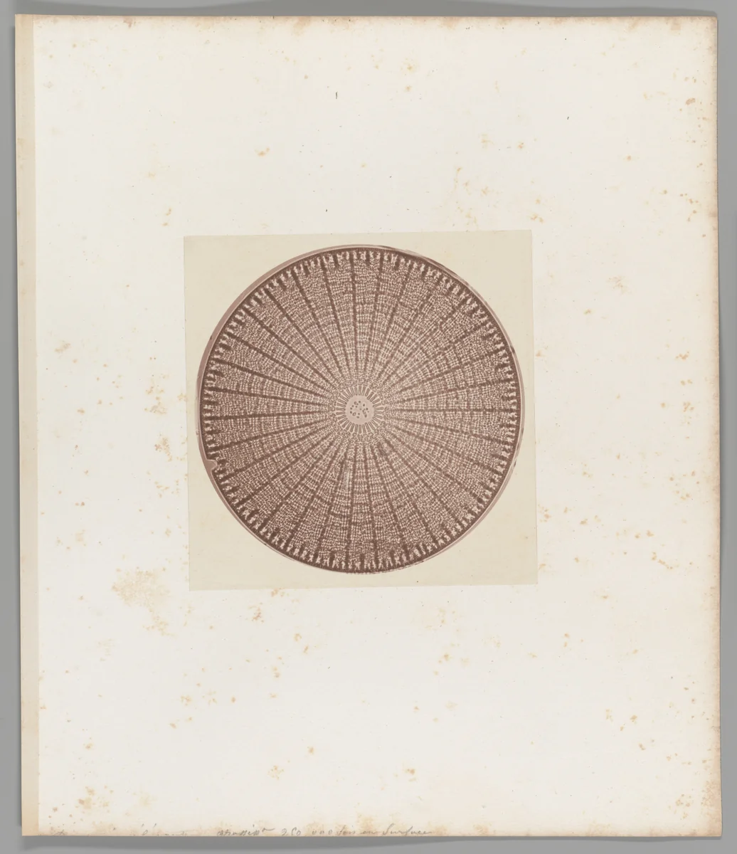 Diatomée [Diatom] by Auguste-Adolphe Bertsch, photograph, 1853-1857