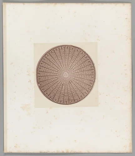 Diatomée [Diatom] by Auguste-Adolphe Bertsch, photograph, 1853-1857