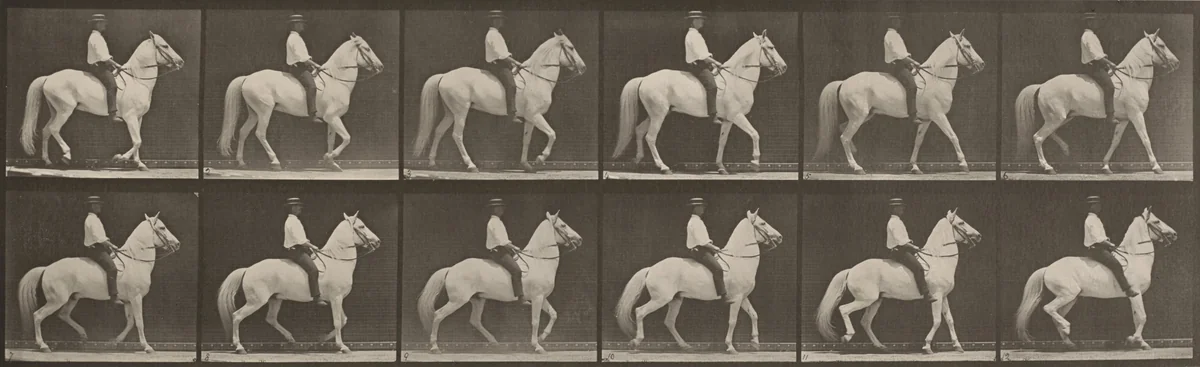 Plate Number 577. "Clinton" walking, mounted, irregular by Eadweard Muybridge, photograph, 1887