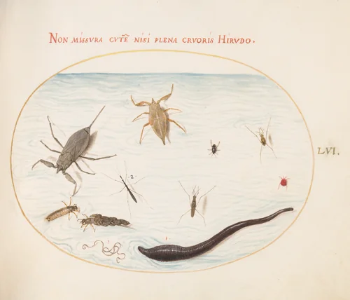 Plate 56: Water Scorpion, Water Measurer, Pond Skater, Red Water Mite, Leech(?), and Other Water Insects by Joris Hoefnagel, drawing, 1570-1599